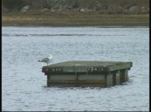 Weir River Estuary Bird Walk & Osprey Banding