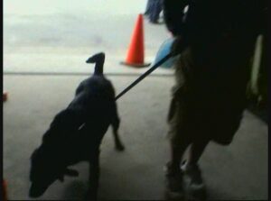 Pet Safety at Jacobs/ & The 2007 Rabies Clinic