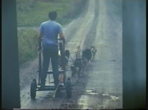 HLM Lecture Sled Dogs