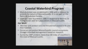 Lecture: New England Shorebirds