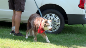 Hull Library Presents: Flying High Dogs
