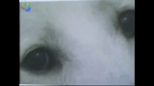 The Link Between Domestic Violence & Animal Abuse